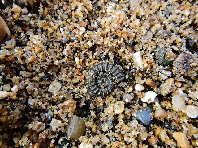 Fossils