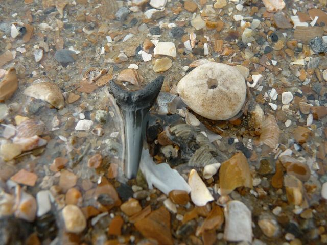 Shark teeth